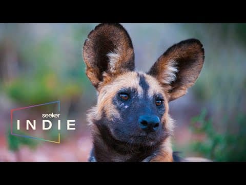 How Scientists Are Saving South Africa’s Painted Dogs | Part of the Pack - YouTube