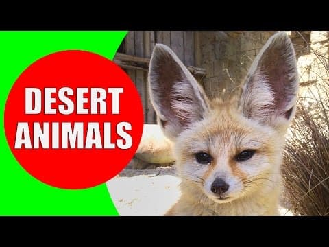 Desert Animals for Children - Desert Animal Sounds for Kids to Learn