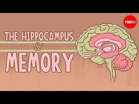 What happens when you remove the hippocampus? - Sam Kean - YouTube