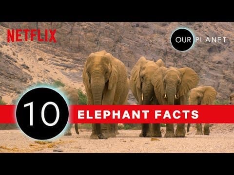 10 Amazing Elephant Facts | Our Planet