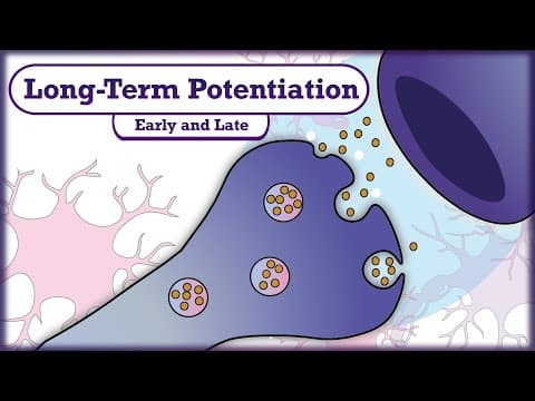 Memory and Learning: Long-Term Potentiation (LTP)