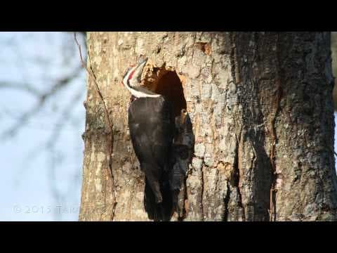 Woodpecker Homes