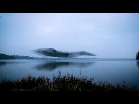 A giant bird shape briefly forms in a murmuration