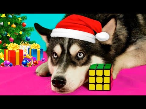 The smartest dog in the world solved the Rubik`s cube in 1 minute