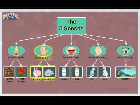 5 Senses You Use Every Day!