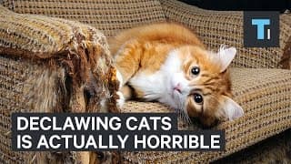 Why Declawing Your Cat Is Actually Very Painful For Them