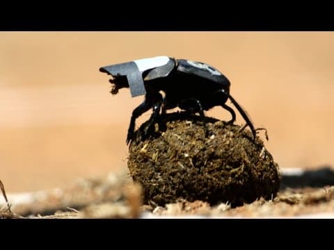 Dung beetles navigate using the stars