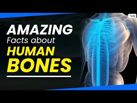 Amazing Facts of Human Skeleton | Structure of Human Bone