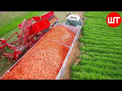 How Carrots are Harvested and Processed | Modern Carrot Processing Technology | Food Factory