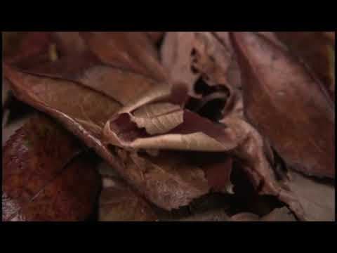 Uropyia meticulodina