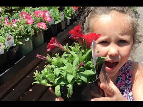 Learn English Words Flower Colors