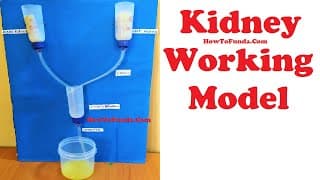 kidney working model for science fair project