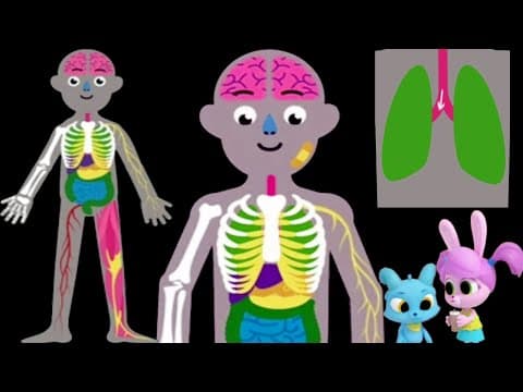 Learn about Humans Body Parts - Lungs of Humans