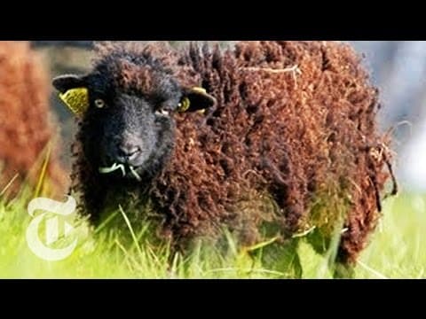 Shaggy Lawn Mowers - Paris Tries an Eco-Friendly Way of Maintaining Park Lawns | The New York Times - YouTube