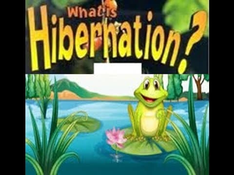 Hibernation Definition for Kids - Toddlers,Kindergarten,Preschoolers