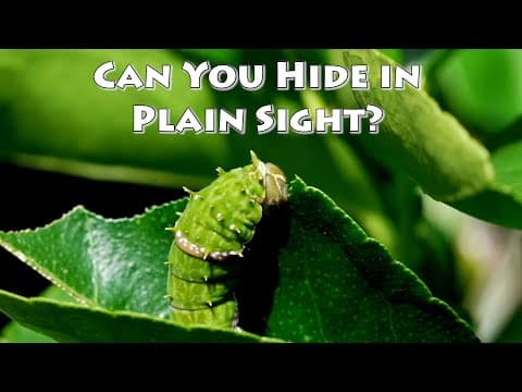 Can You Hide in Plain Sight. A Camouflage STEM Activity