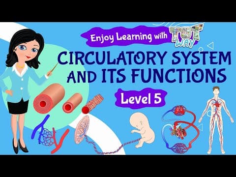 Circulatory System and its Functions | Science