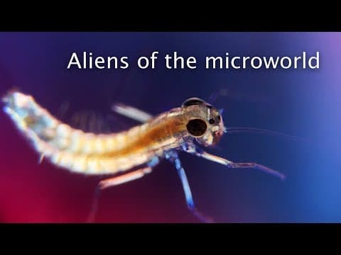 Tiny organisms illuminated with polarized light