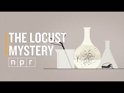 Locusts: Their Destructive Capacity, Our Sense of Self | NPR | Invisibilia - YouTube