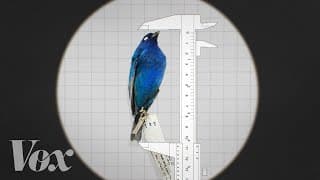 Why some animals are shrinking