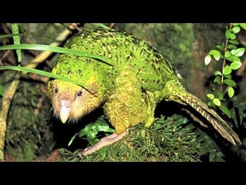 10 Ancient Flightless Birds That Are Still Alive Today