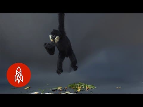 Hanging out with the trapeze artists of the animal kingdom