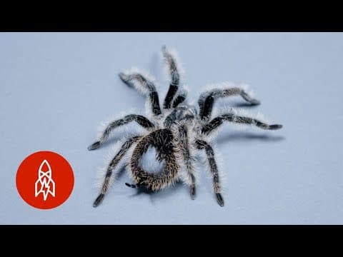 This Tarantula’s Curly Hair is a Weapon In Disguise