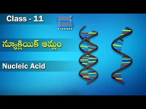 న్యూక్లియిక్ ఆమ్లం - Nucleic acid | Biomolecules