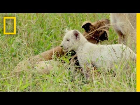 Extremely Rare White Lions Caught on Camera
