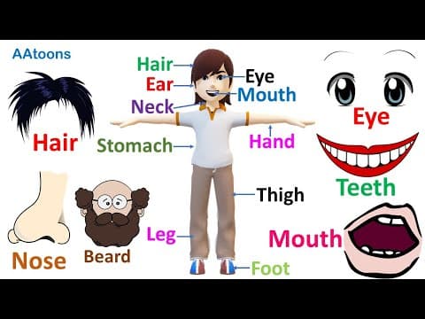 Learn Body Parts with Pictures | Body Parts for Kids | What are your body parts? | @AAtoonsKids