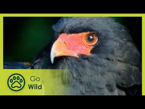 Lord of the skies - eagles - animal antics