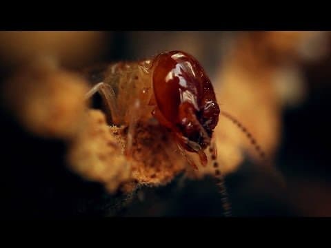 Amazing World of a Termite Mound | Wonders of Life w Prof Brian Cox