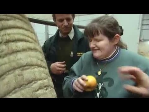Up Close with the Elephants - A Dream Come True - The Zoo Keepers