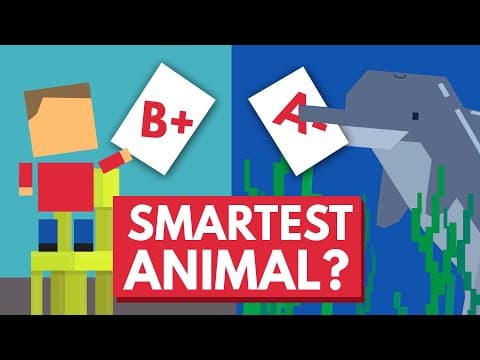 Which Animal Is The Smartest? - YouTube