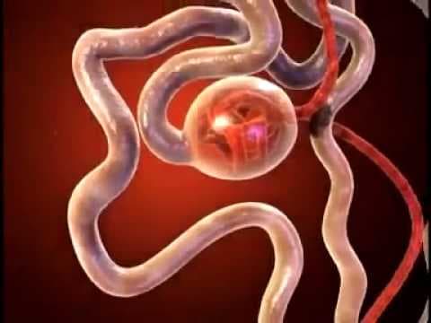 Urinary System The Nephron