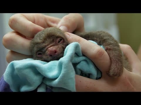Tiny Orphan Baby Sloth Rescued