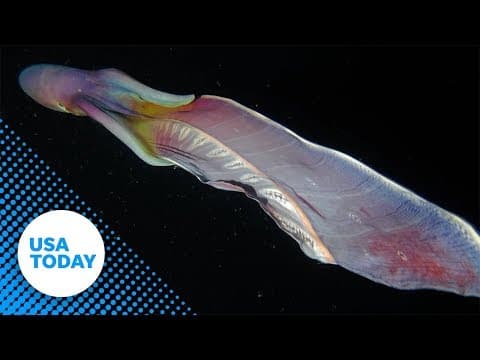 Rare 'rainbow' blanket octopuses caught on camera in the Philippines | USA TODAY