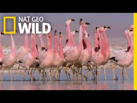 These Flamingos Have Sweet Dance Moves