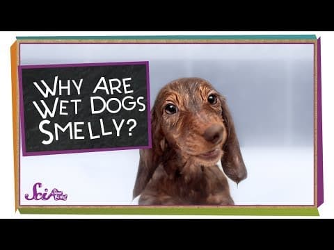 Why Are Wet Dogs Smelly?