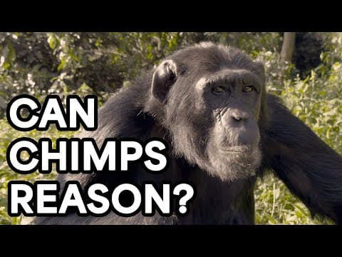 How To Prove A Chimpanzee Can Reason