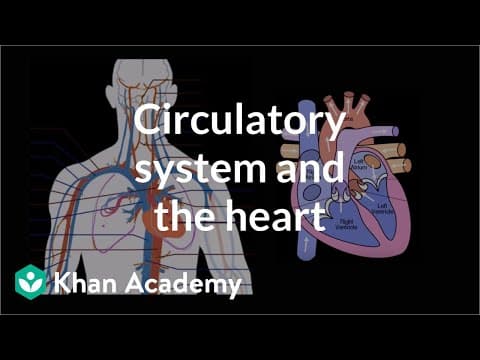 Circulatory system and the heart