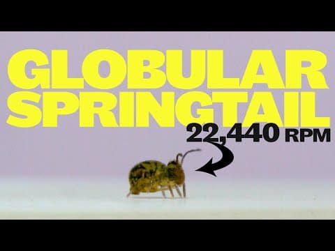 Globular springtails jump and spin faster than any animal on earth.