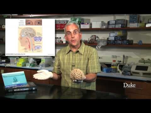 Medical Neuroscience