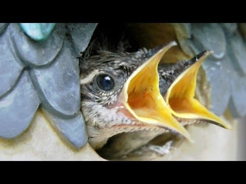 Feeding Baby Birds Close Up FYV