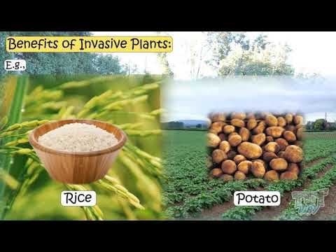 Native and Invasive Plants | Science