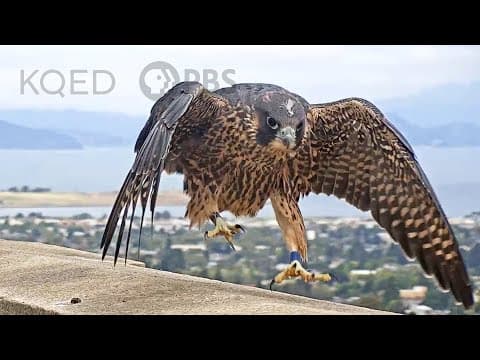 Annie and Grinnell, UC Berkeley’s Peregrine Falcon Parents