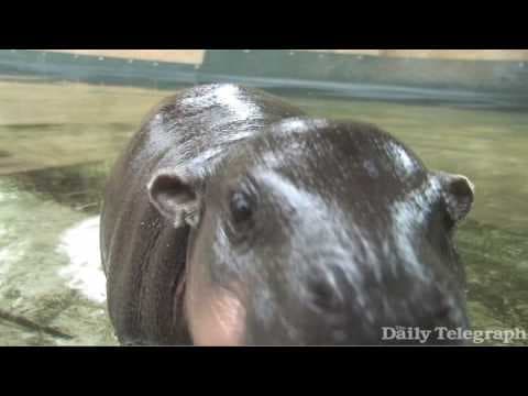 Baby Hippo Monifa takes her first swim