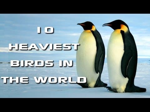 Top 10 heaviest birds in the world - world's biggest birds