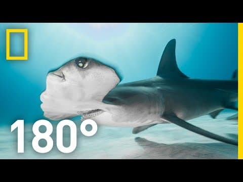 Shark Encounter in 180: Worth More Alive | National Geographic - YouTube