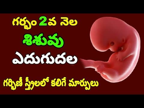 2వ నెల గర్భంలో పెరుగుతున్న శిశువు కోసం తల్లి తీసుకోవలసిన జాగ్రత్తలు | Pregnancy 3rd Month Symptoms